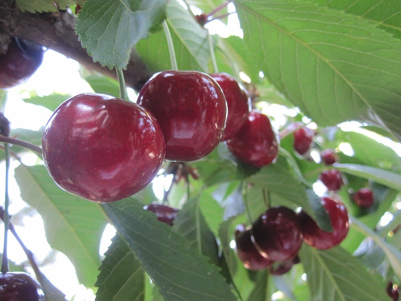 Foire : Fête de la Cerise d'Itxassou, Itxassou