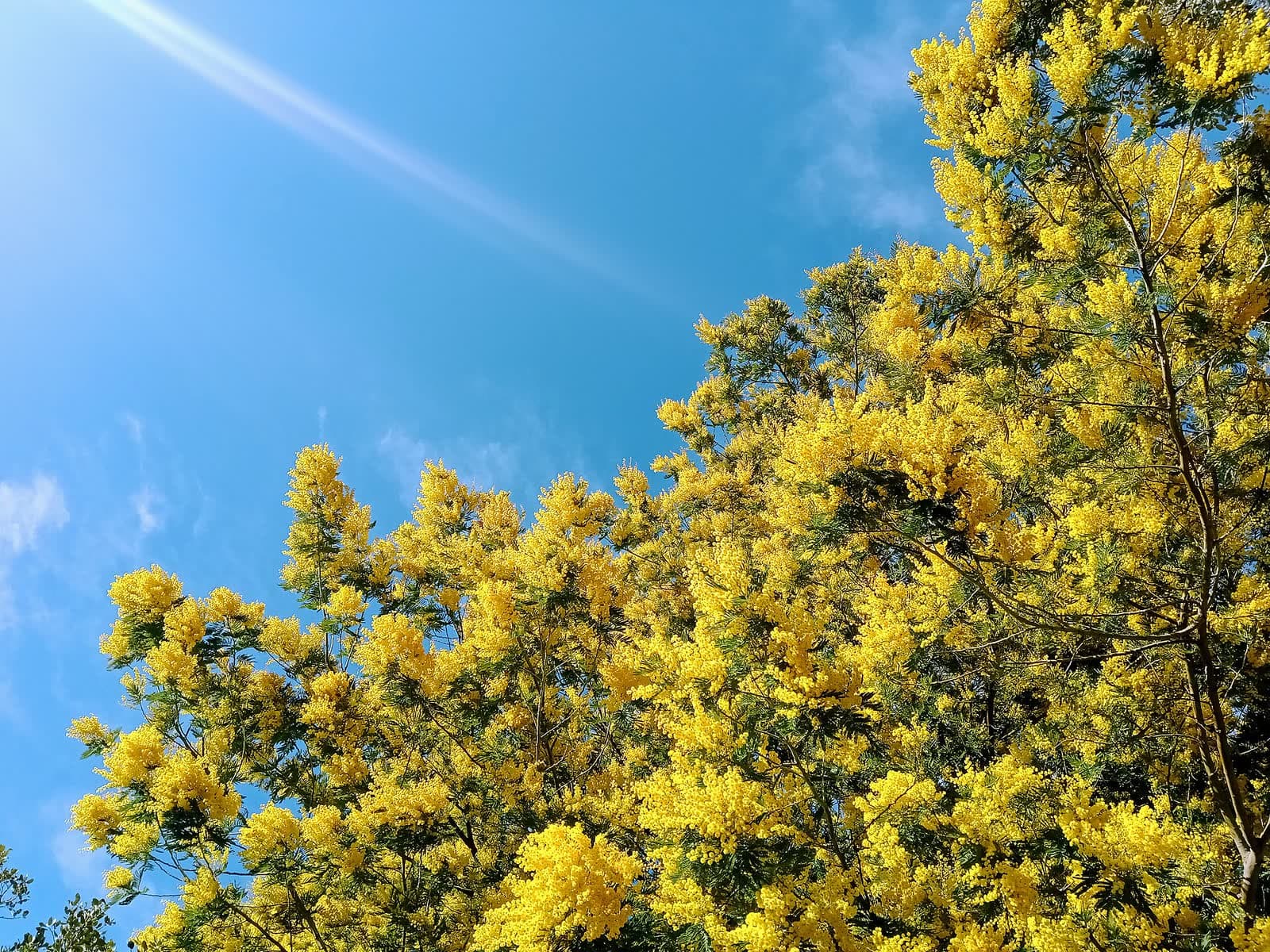Fête votive : Fête du Mimosa de Mandelieu-la-Napoule, Mandelieu-la-Napoule