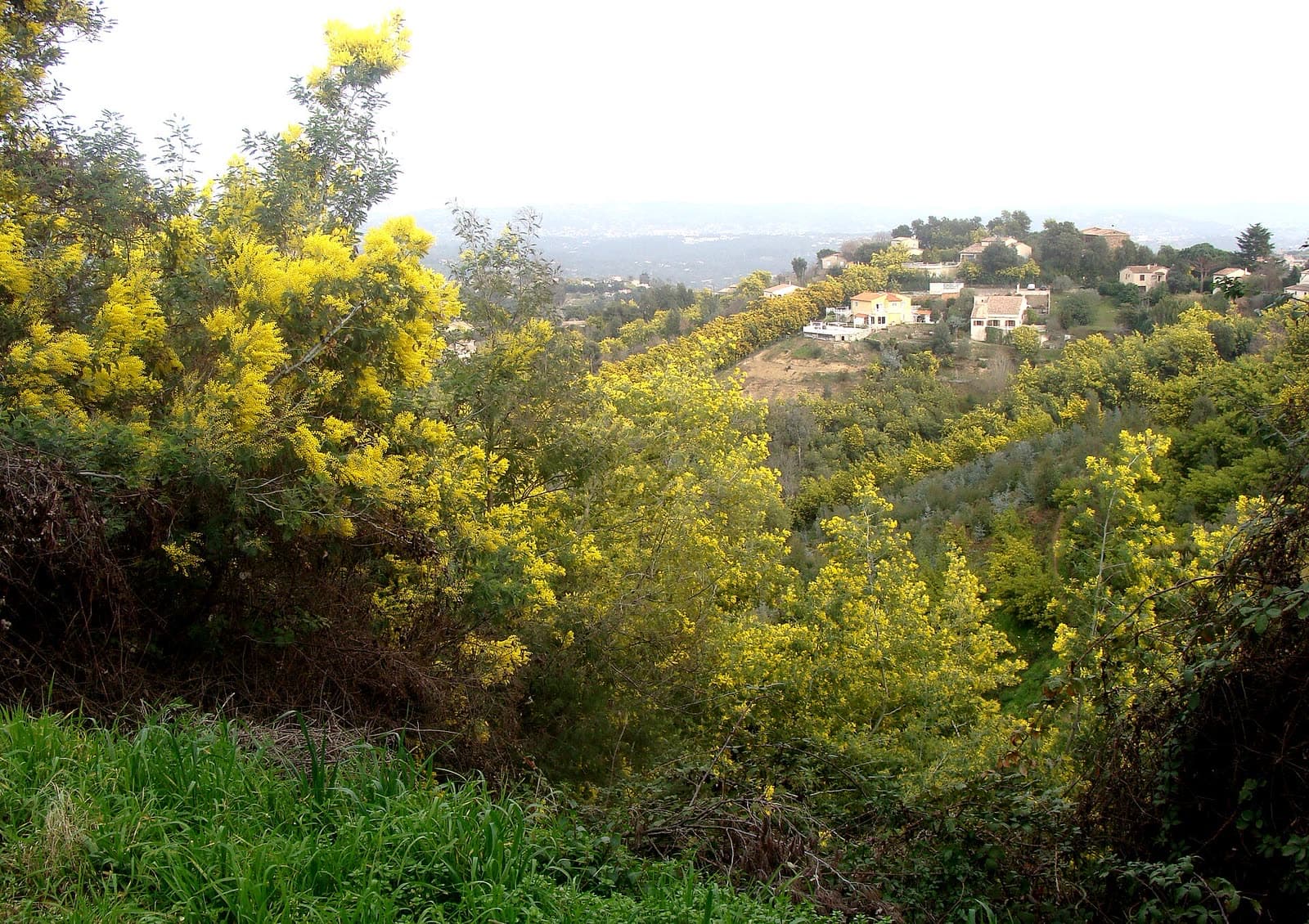 Fête votive : Fête du Mimosa de Tanneron, Tanneron