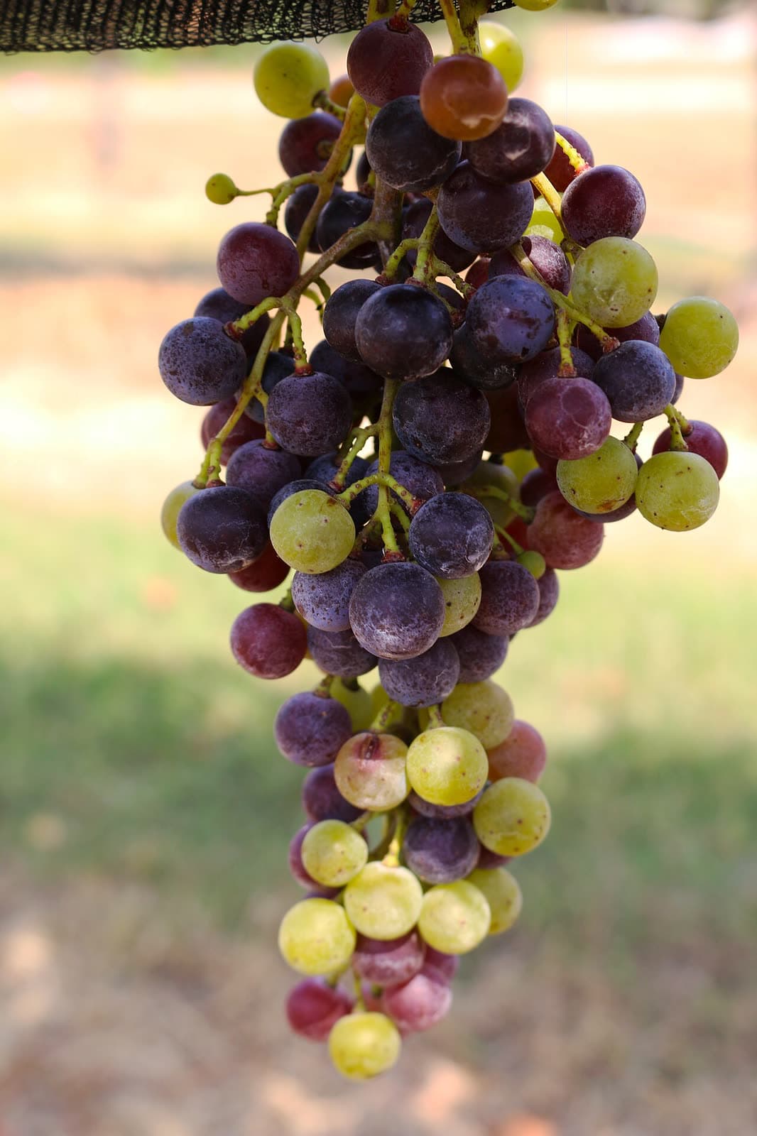 Foire : Fête du Raisin, Fréjus