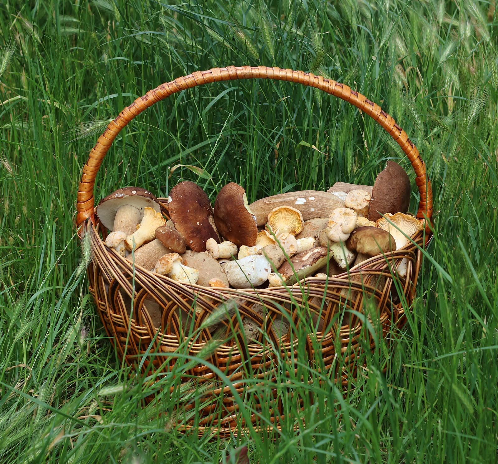 Foire: Foire aux champignons de Saint-Bonnet-le-Froid, Saint-Bonnet-le-Froid