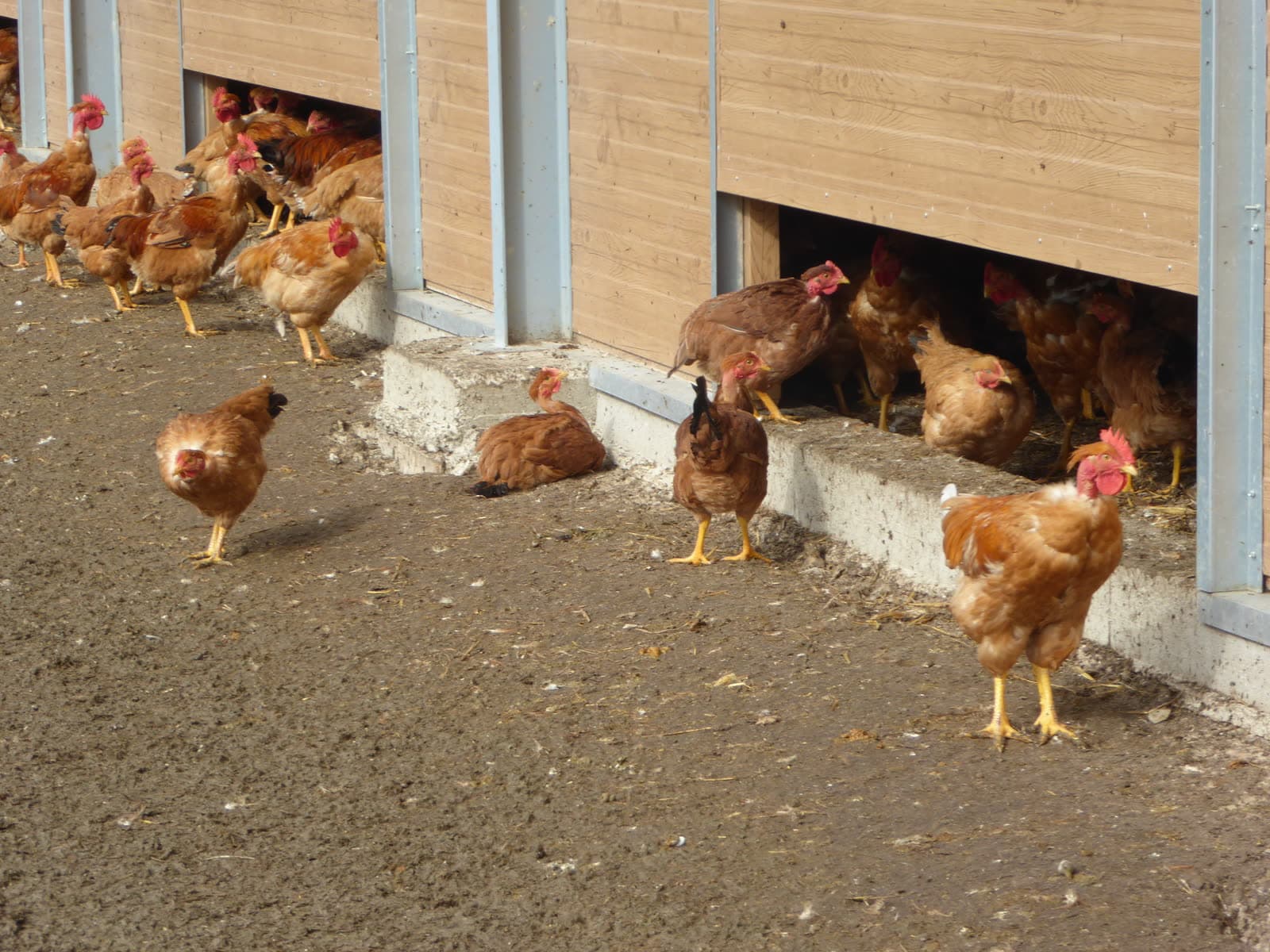Foire: Foire aux Dindons, Varaignes