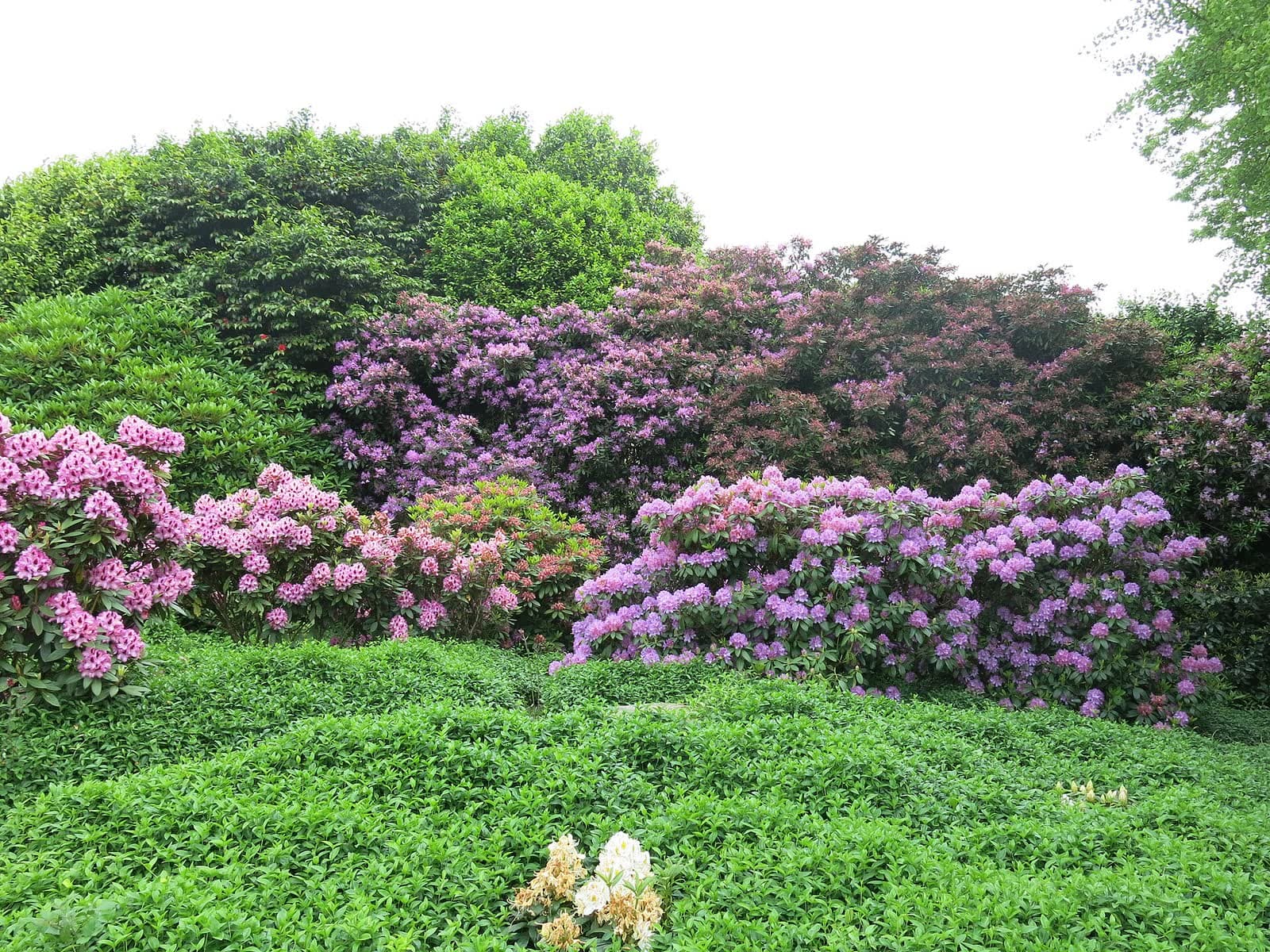Foire: Foire aux plantes de la Sainte-Fiacre, Avranches