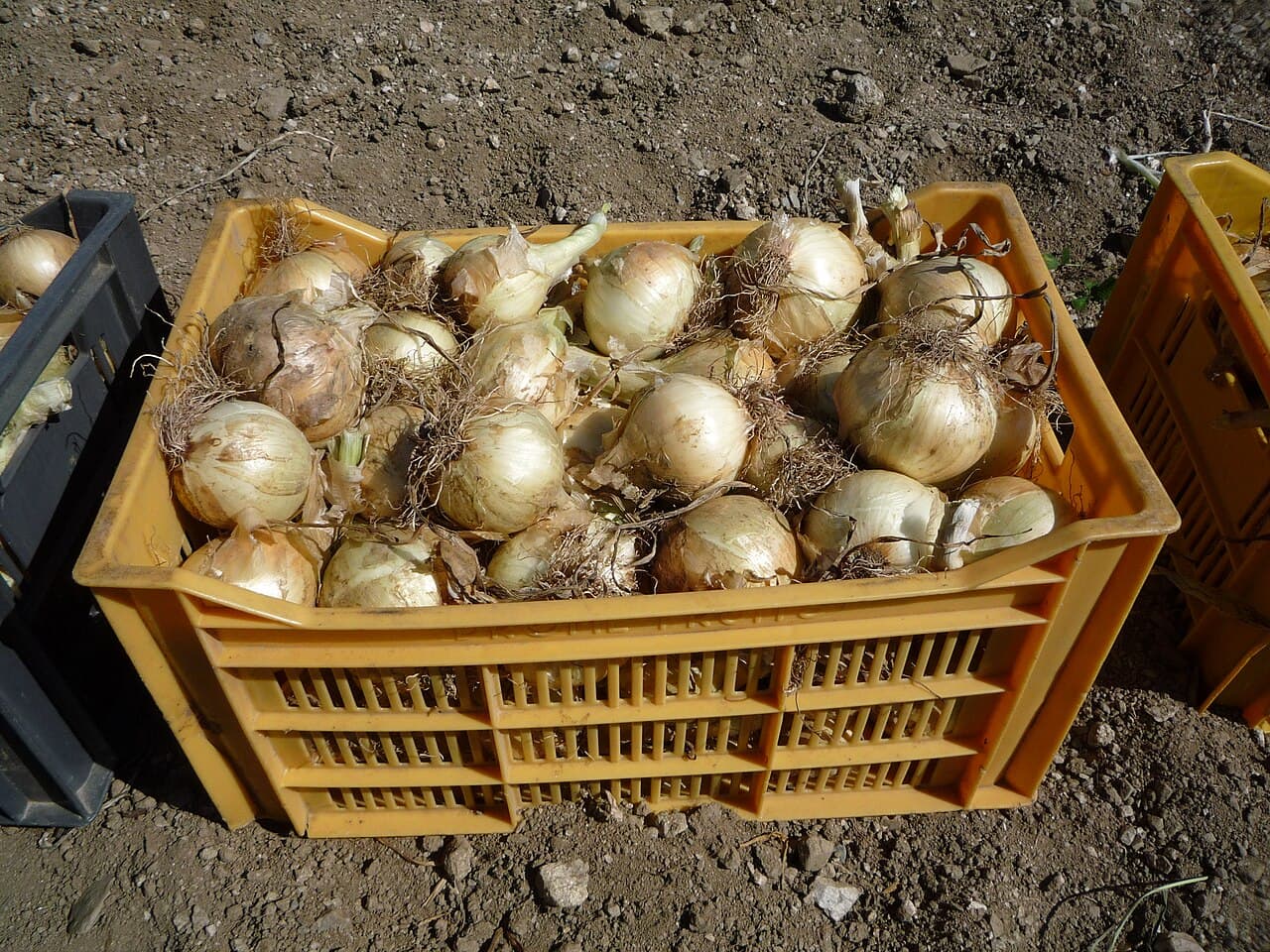 Foire: Foire de la Pomme et de l'Oignon doux des Cévennes, Le Vigan