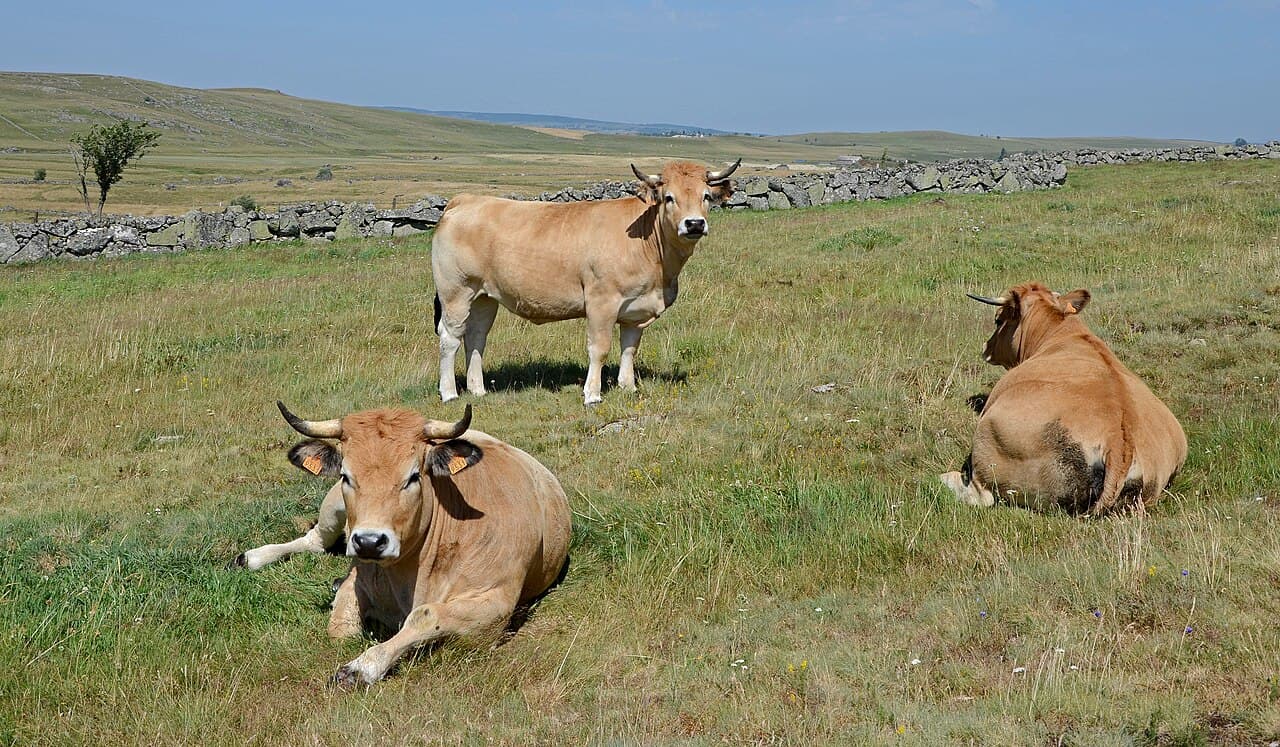 Foire : L'Aubrac en Transhumance, Saint-Chély-d'Aubrac