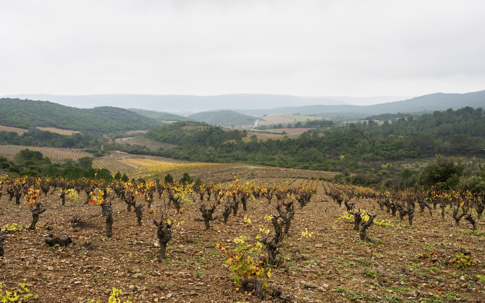 Foire: Les Vignerons de Cessenon en Fête, Cessenon-sur-Orb