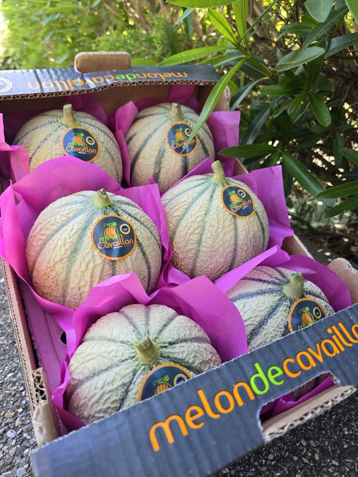 Foire : Melon en Fête, Cavaillon