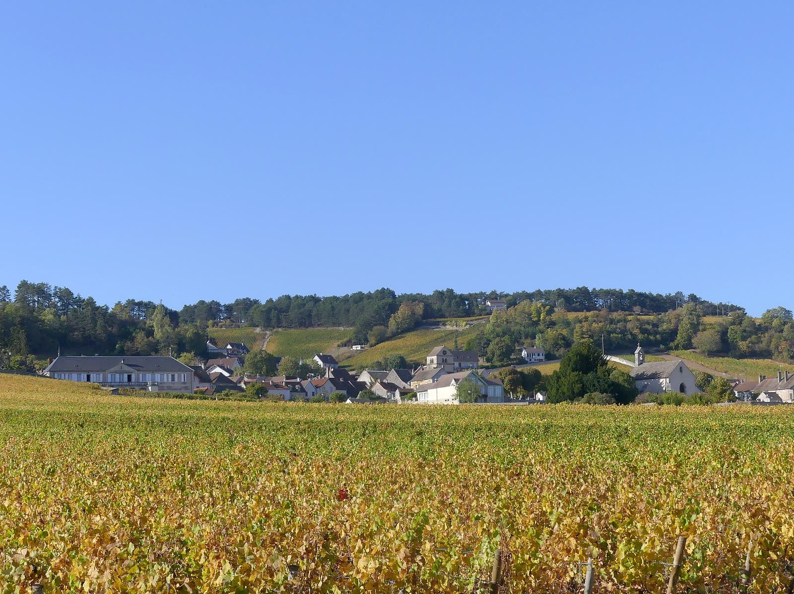 Fête votive: Saint-Vincent Tournante de Volnay, Volnay