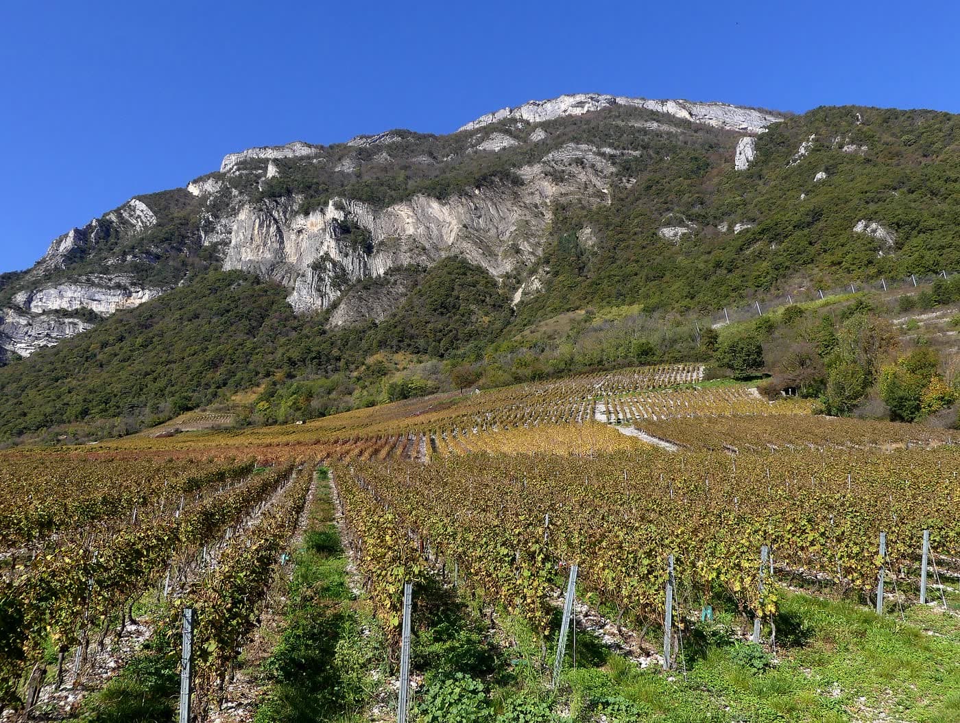 Fête: Vignobles en Scène en Cœur de Savoie, Montmélian