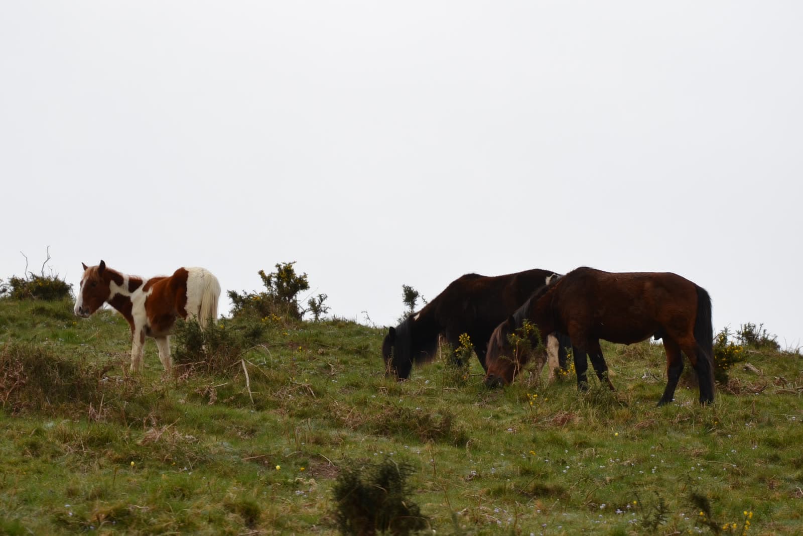 Foire: Foire aux Pottoks, Espelette
